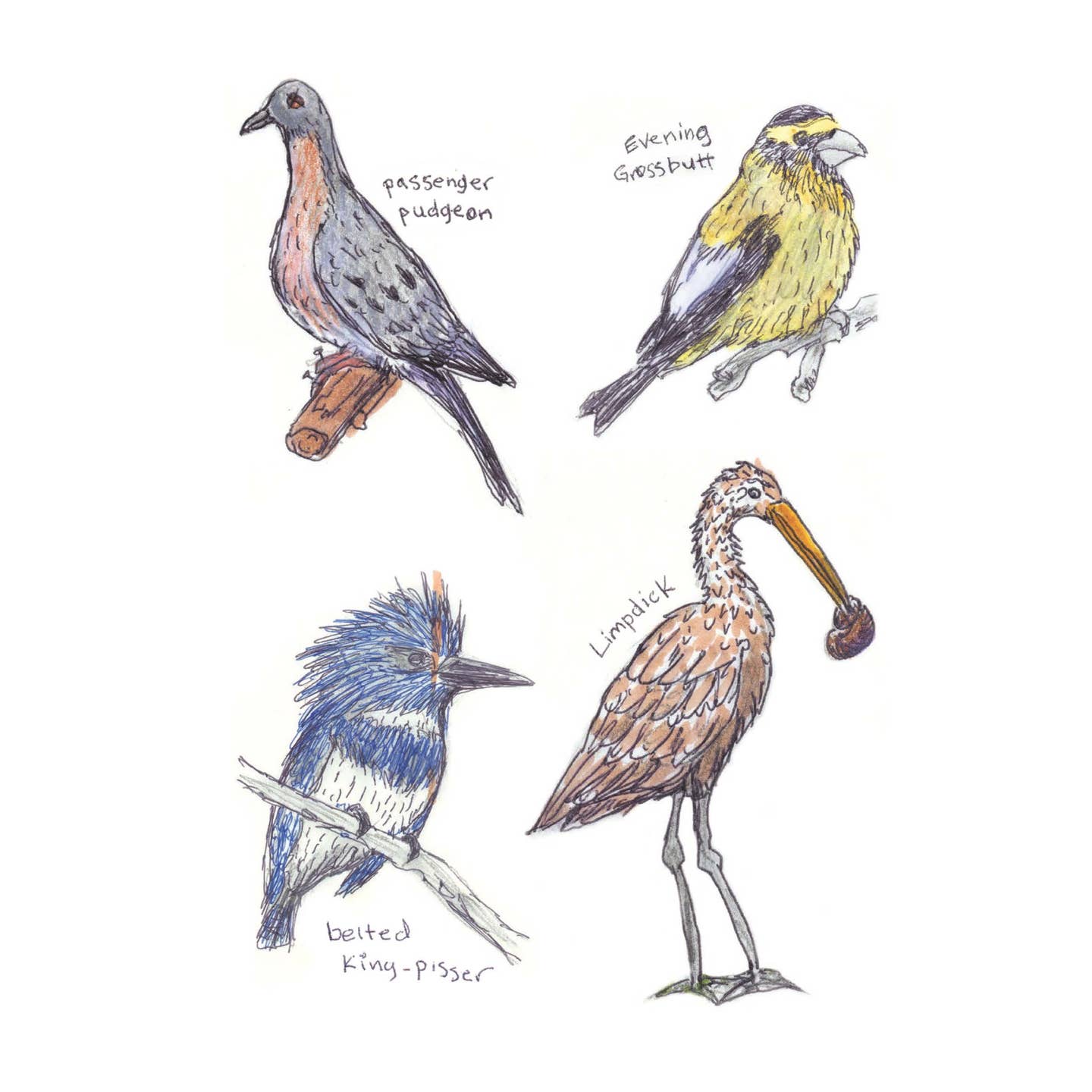 Field Guide to Dumb Birds Sticker Book