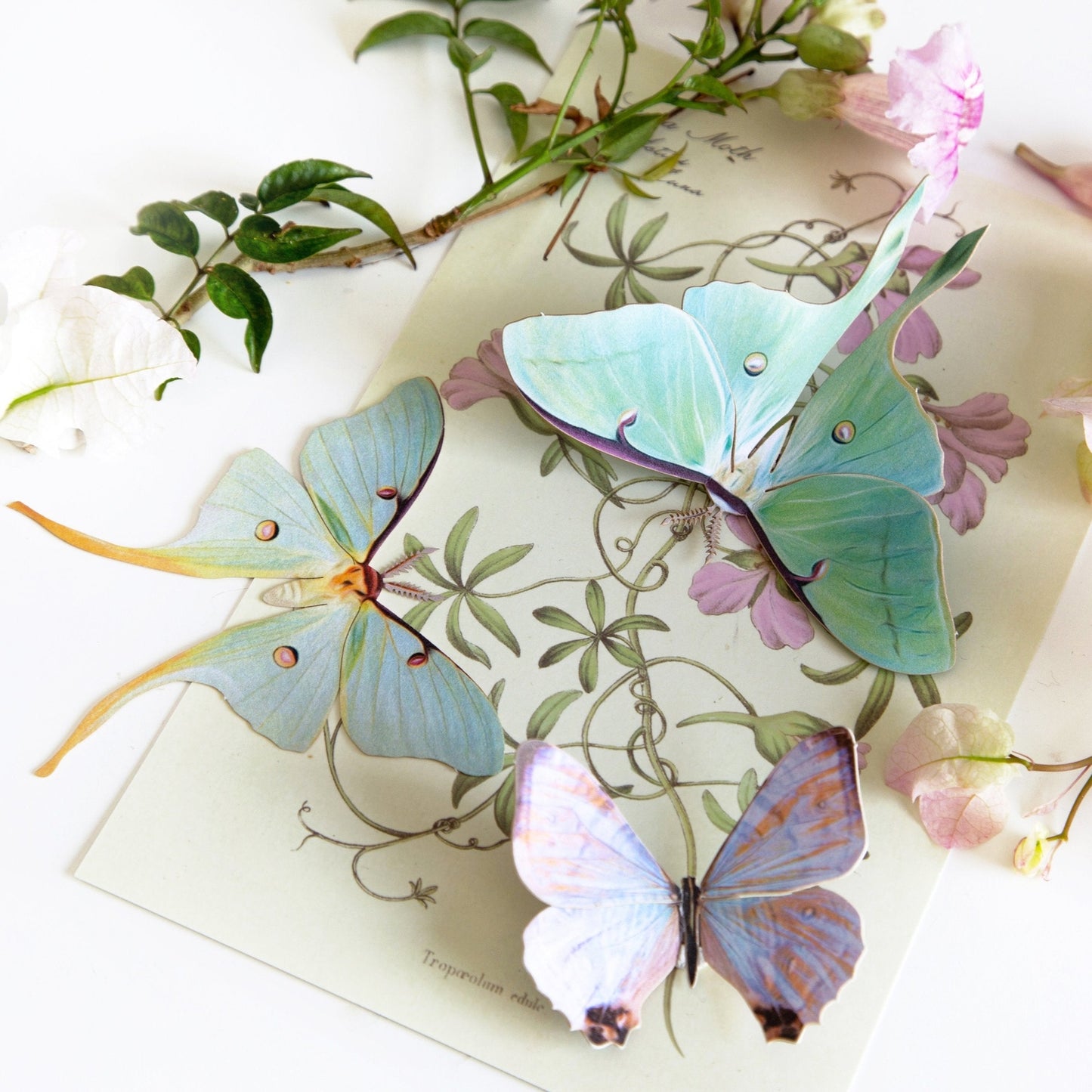 Moth and Myth Paper Specimen Sets - Odd Nodd Art Supply