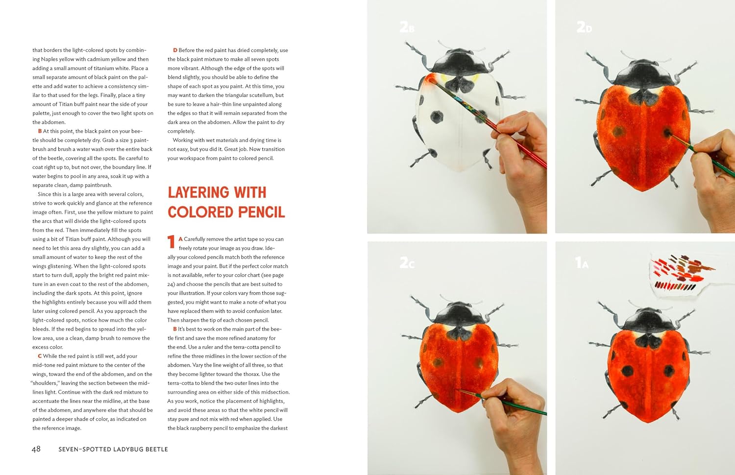 The Insect Artist: How to Observe, Draw, and Paint Butterflies, Bees, and More