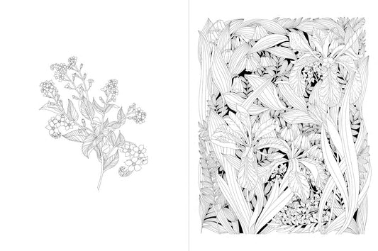 A Walk in the Woods: An Intricate Coloring Book
