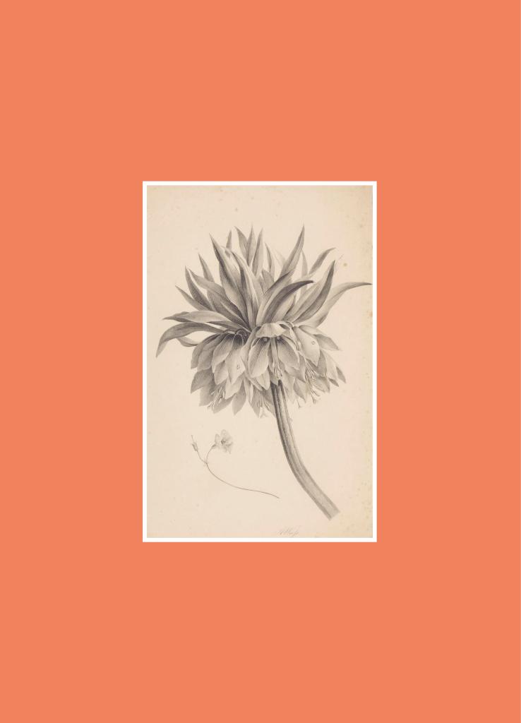 Flow: Book for Paper Lovers: World of Flowers