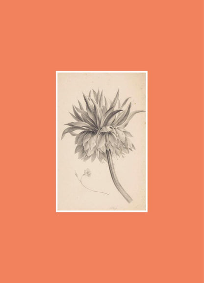 Flow: Book for Paper Lovers: World of Flowers