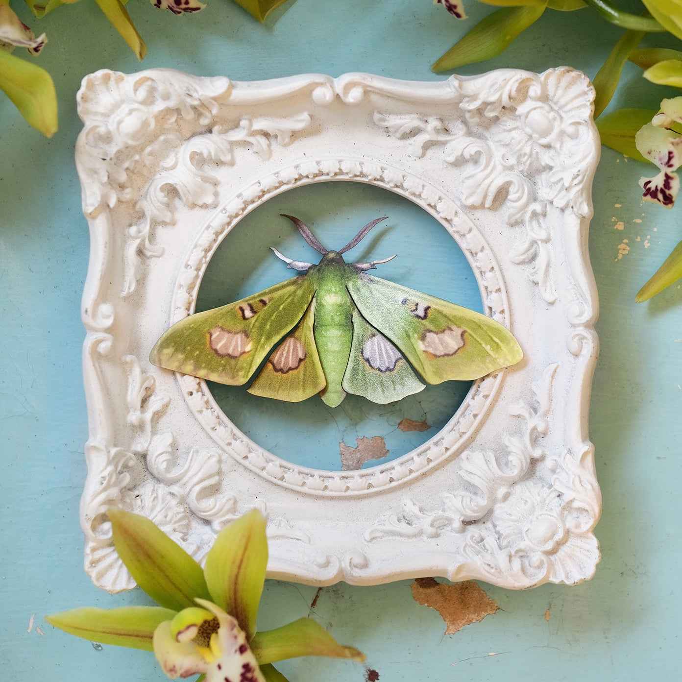 Moth and Myth Paper Specimen Sets - Odd Nodd Art Supply