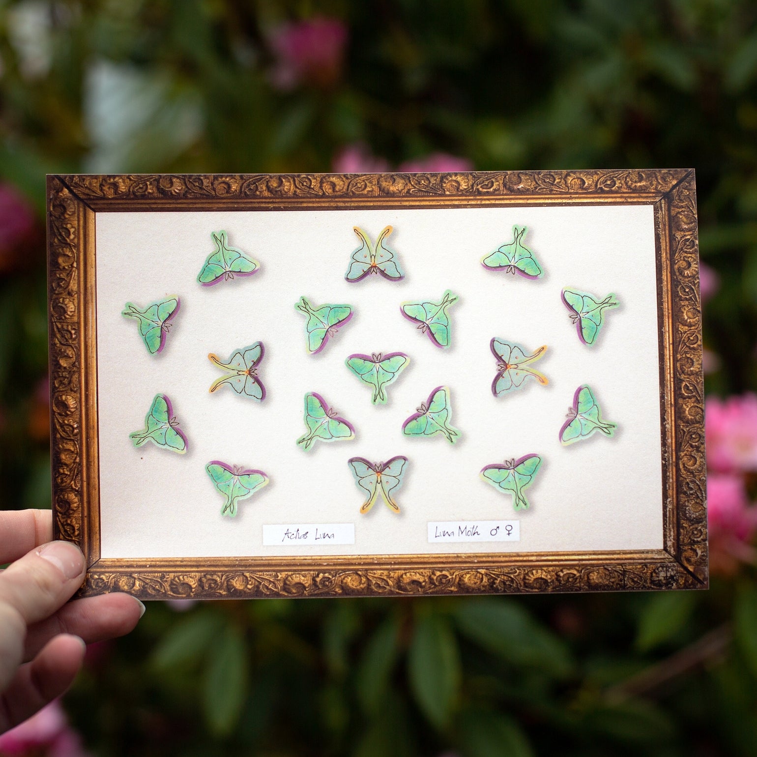 Moth and Myth Paper Specimen Sets - Odd Nodd Art Supply